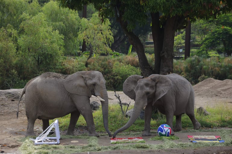 Fotografía que muestra dos hembras de elefante, Kenya y Ashanti, participando en una dinámica de enriquecimiento ambiental en EL Zoológico Guadalajara este viernes, en Guadalajara (México).