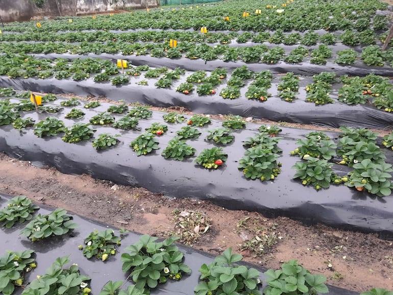 Cada plantín, una muestra del esfuerzo y la dedicación al cultivo de frutillas.