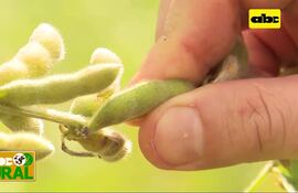 Chinches en soja, y la sal para el control