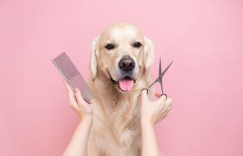 Tu perro se merece el mejor servicio de peluquería.