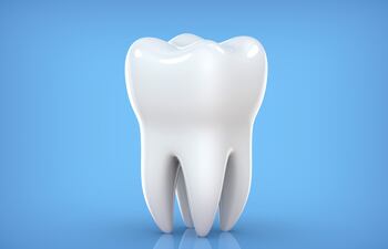 El biobanco de dientes de leche más grande del mundo, con más de 5.000 muestras de niños entre 2 y 15 años, está en España, concretamente en Burgos (norte).