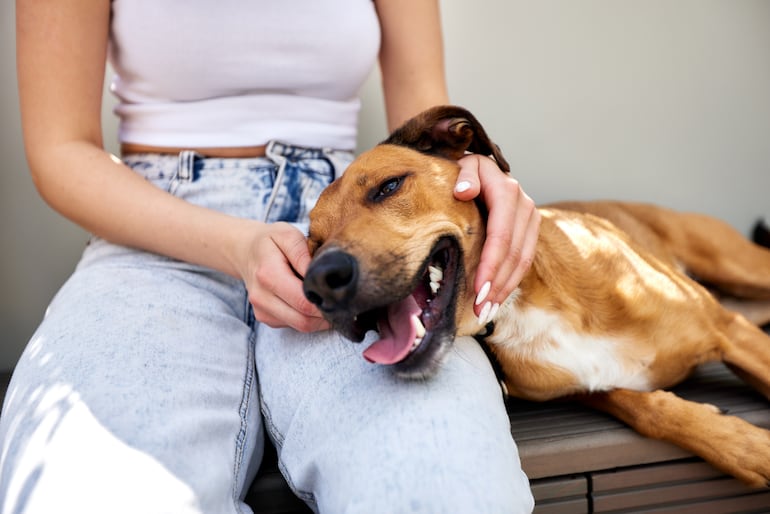 ¿Tu perro apoya su cabeza en tu regazo?