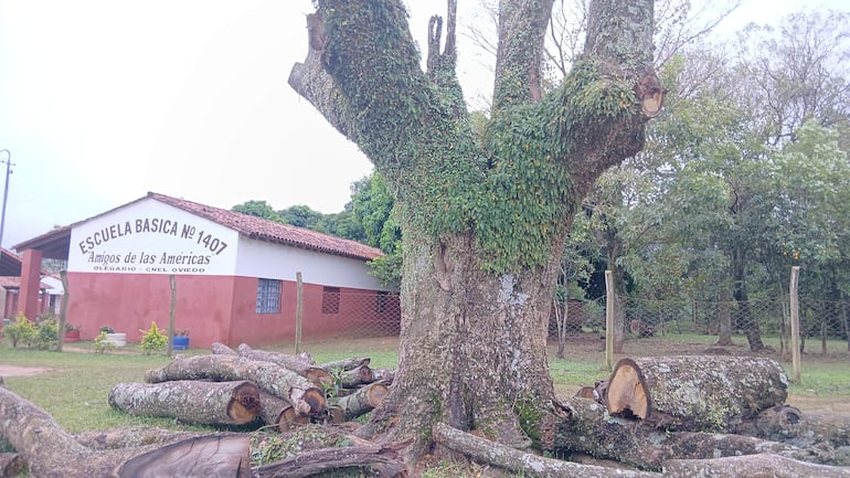 Gran tajy podado en la escuela Amigos de las Américas, con troncos cortados en el suelo alrededor.