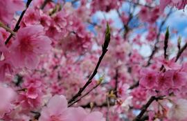 Cerezos de La Paz, Itapúa.