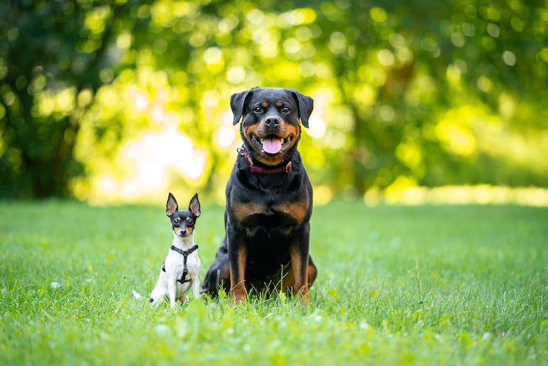 Perro rottweiler y fox terrier toy.