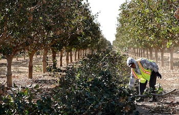Un trabajador agrícola labora en un cultivo de pistachos en el 22.º distrito congresional de California —que abarca una parte importante de la región agrícola del Valle Central—, el 16 de octubre de 2026, cerca de Bakersfield, California.