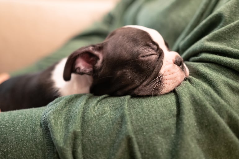¿Por qué los Boston Terrier roncan tanto?