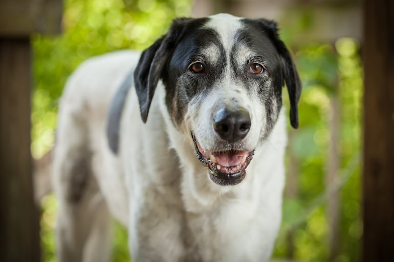 Perro senior.