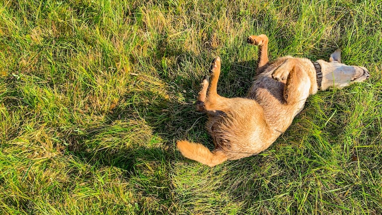 Perro se ensucia después del baño.