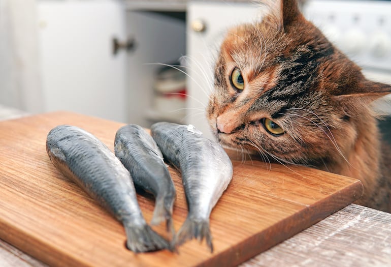 Gato y pescado.