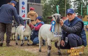 Luna con RP 89 gran campeona Hampshire Down, fue subastada el sábado por la noche.