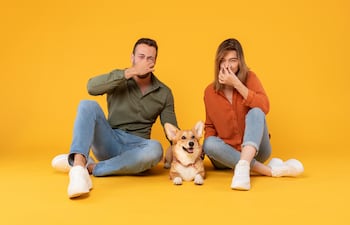 Perro con mal olor, imagen ilustrativa.