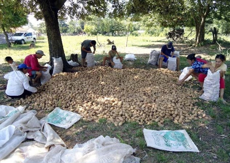 Aguardan un rendimiento productivo de 5.580.000 kilogramos de papa.
