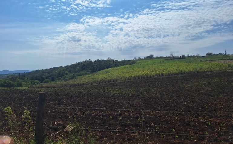 Los cultivos investigados también se encuentran el Gral. Eugenio A. Garay y Paso Yobái.