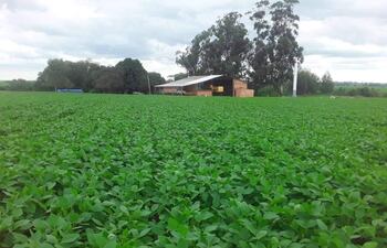 Un cultivo de soja en desarrollo vegetativo en esta campaña sojera.