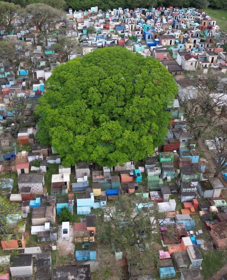 Cementerio visto desde arriba, con un árbol verde en el centro rodeado de tumbas coloridas y mausoleos.