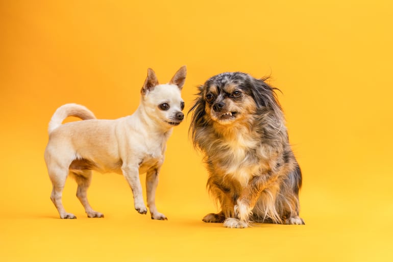 Perros chihuahua, uno de pelo corto y otro de pelo largo.
