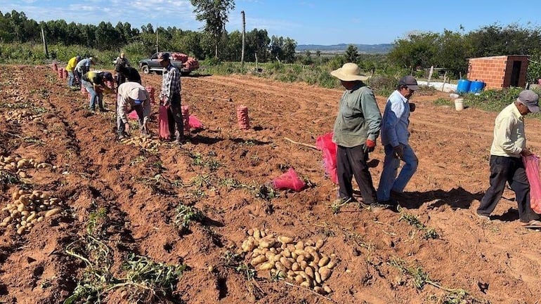En el departamento de Paraguarí, el área de cultivo de papa se reducirá por la falta de semillas.