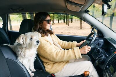 Llevar a tu perro a pasear en el asiento del conductor o del acompañante de tu automóvil podría significar una multa de más de un millón de guaraníes.