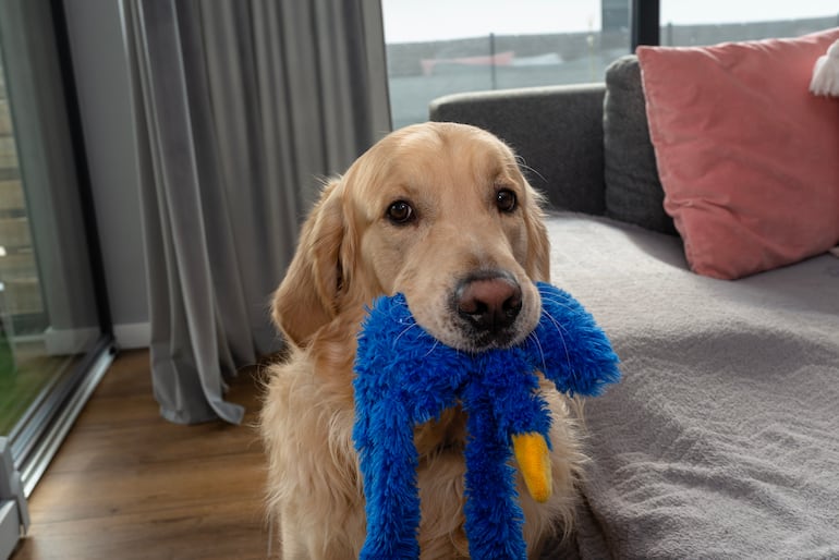 Perro Golden retriever sostiene un juguete azul en su boca.