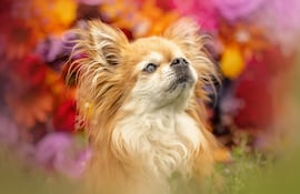 Perro de la raza Chihuahua.