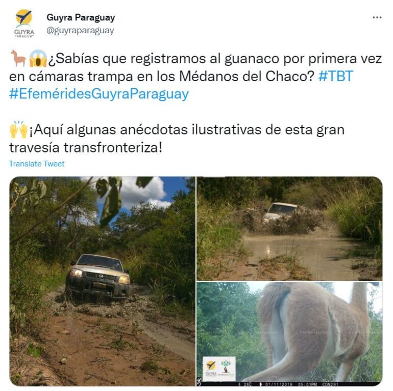 Guyra Paraguay recordó el primer avistamiento de Guanaco en el Chaco