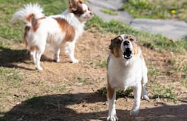 ¿Se puede reeducar a un perro que aprendió malos comportamientos?