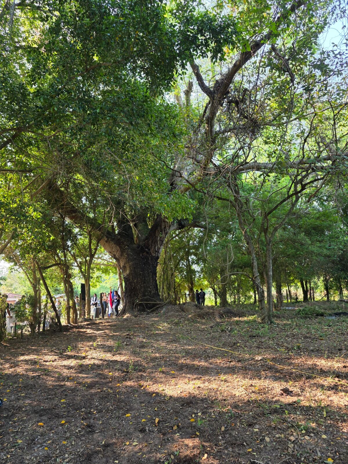Colosos de la Tierra 2026 arrancó con sus expediciones en busca de los árboles más grandes del Paraguay