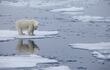 Un oso polar sobre una placa de hielo en derretimiento en Svalbard, Noruega, en julio de 2020.