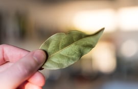 Hojas de laurel.