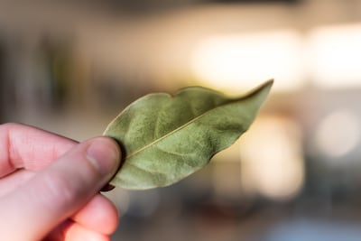 Hojas de laurel.