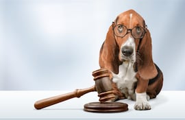 ¿Tu perro te juzga?