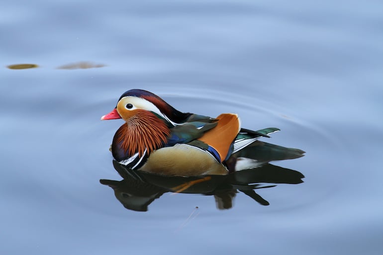 Pato mandarín (Aix galericulata).