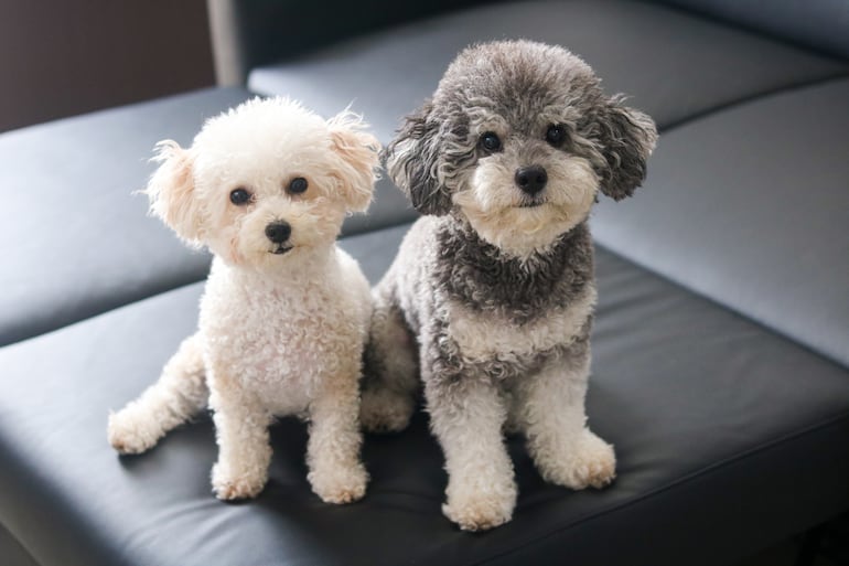 Perros poodle o caniche.