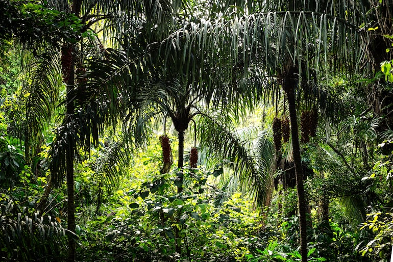 Selva tropical del Parque Nacional Soberanía en Panamá.