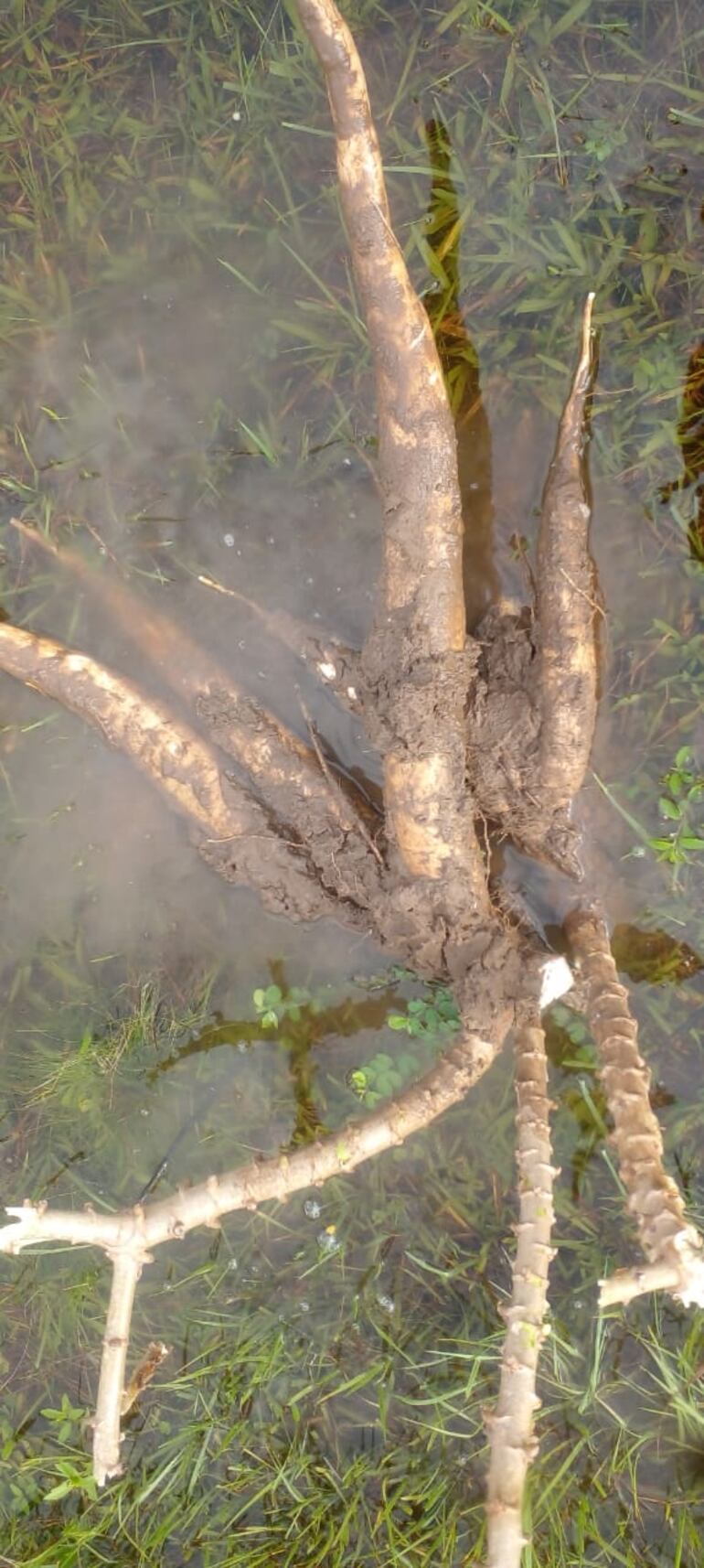 Yabebyry - inundación