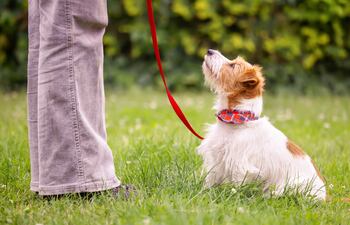 Concepto de obediencia canina.