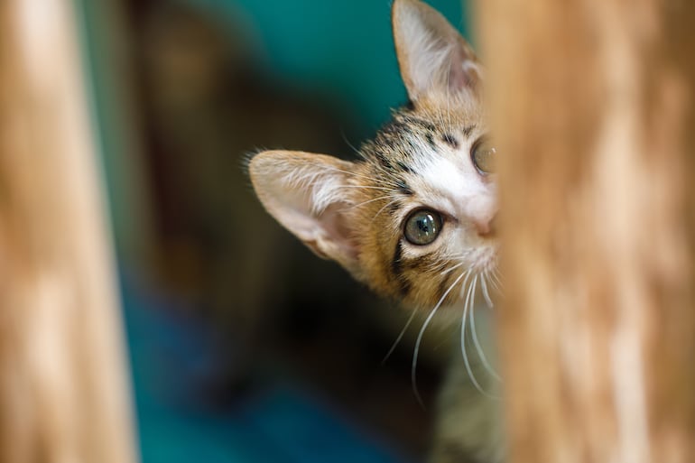 ¿Tu gato es tímido o tiene trastorno de ansiedad?