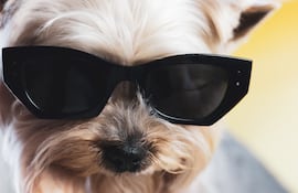 Perro Yorkshire Terrier.