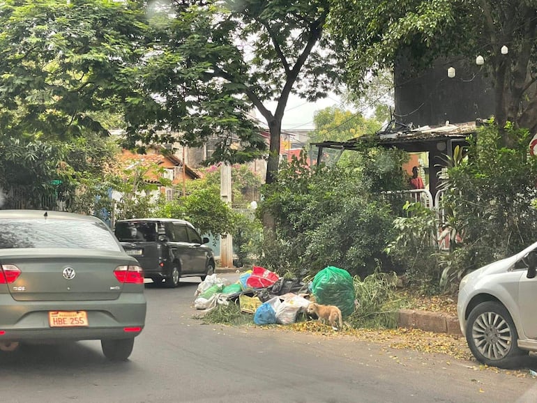 Un perro pequeño cerca de basura acumulada en una calle de Asunción, con dos coches moviéndose en el fondo.