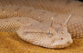 Víbora cornuda de Arabia.