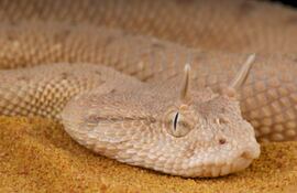 Víbora cornuda de Arabia.