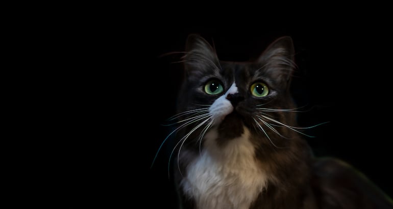 Los gatos no ven en oscuridad absoluta, pero aprovechan una luz mínima mucho mejor que las personas.