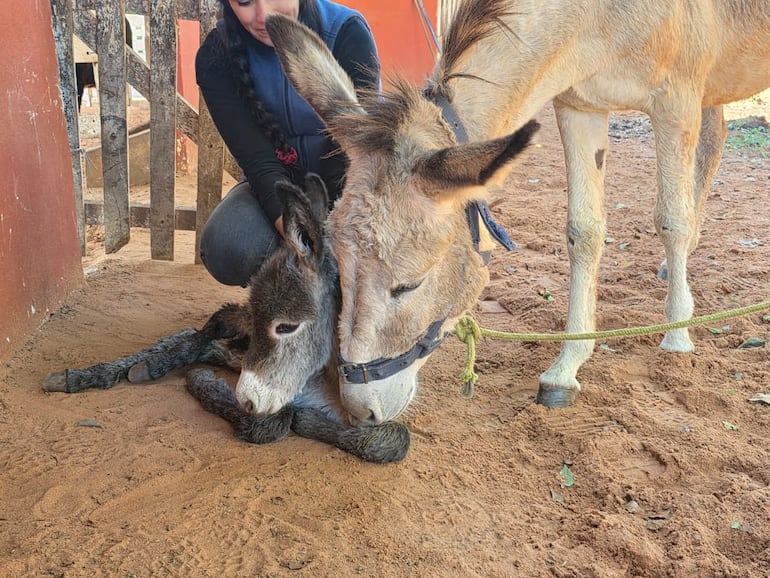 Solano, el nuevo burrito de la Facultad de Ciencias Veterinarias de la UNA, y Josefina, su madre.