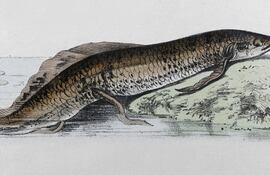 Protopterus annectens o pez pulmonado africano, ilustración.