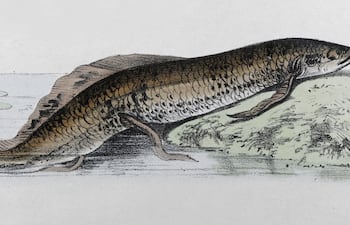Protopterus annectens o pez pulmonado africano, ilustración.