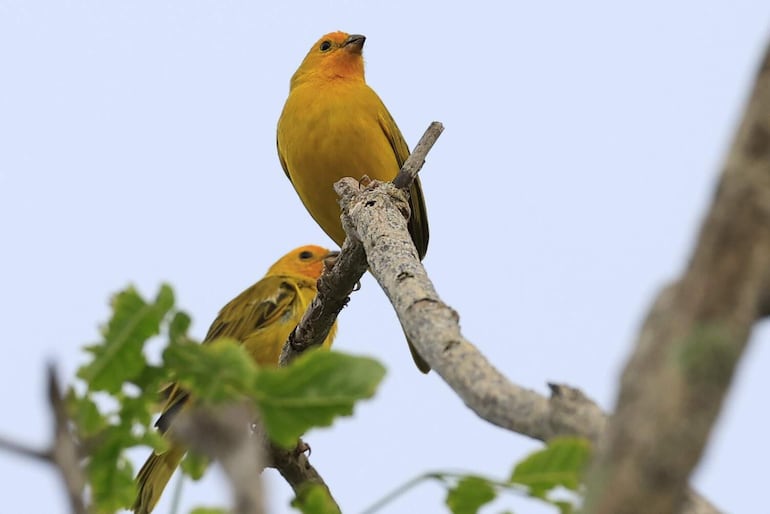 Fotografía que muestra aves de la especie Sicalis flaveola este viernes, en la Chorrera (Panamá). Medio siglo después de publicar su emblemática guía de aves, el estadounidense Robert S.