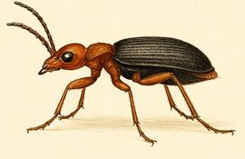Brachinus crepitans o escarabajo bombardero. Imagen ilustrativa generada con IA.