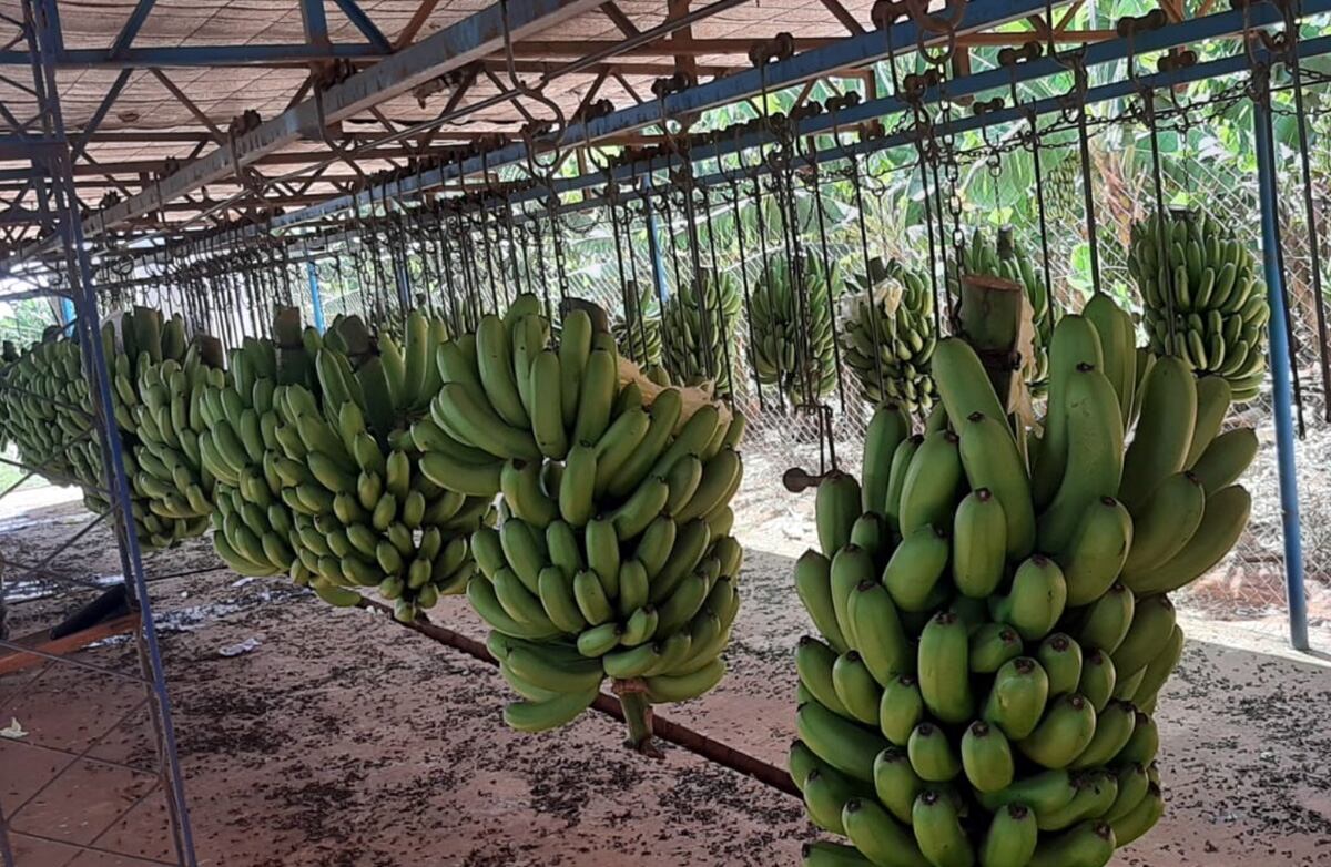 Crisis del sector bananero: caída de precios y del dólar golpea a productores y exportadores