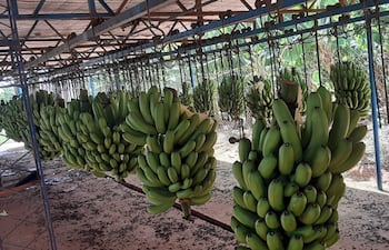 La producción de banana en Tembiaporá estaría en 7 millones de cajas/año, pero se puede mejorar.
